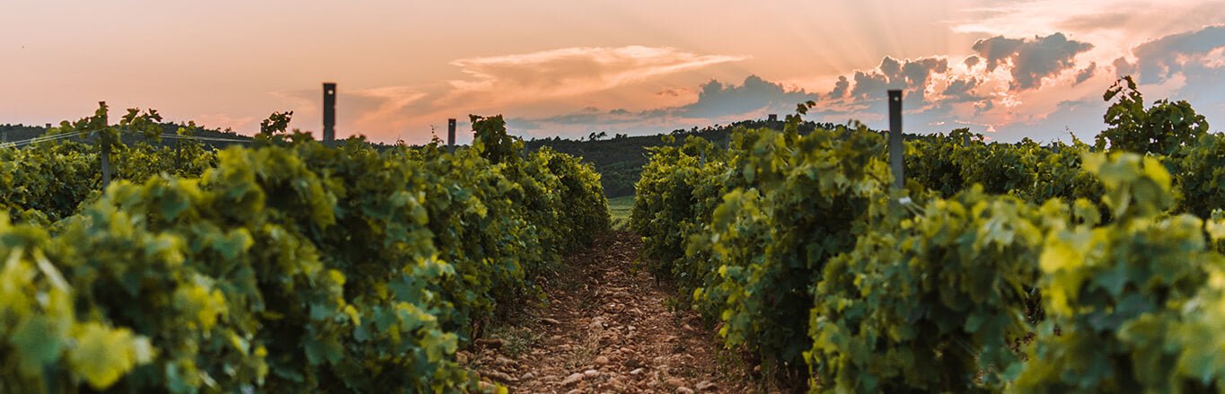 Corbières Boutenac