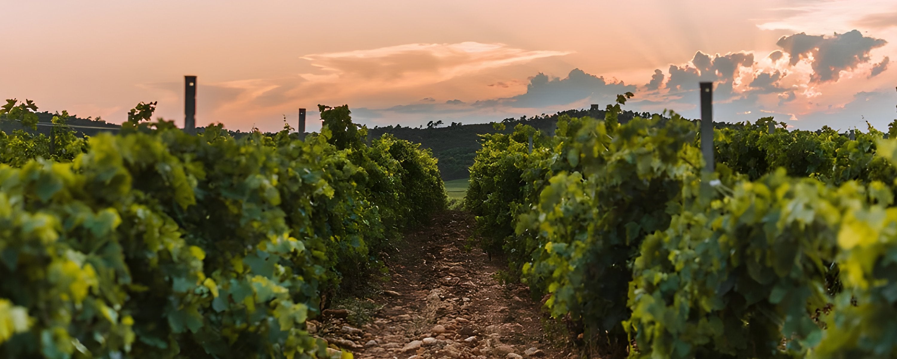 Corbières Boutenac