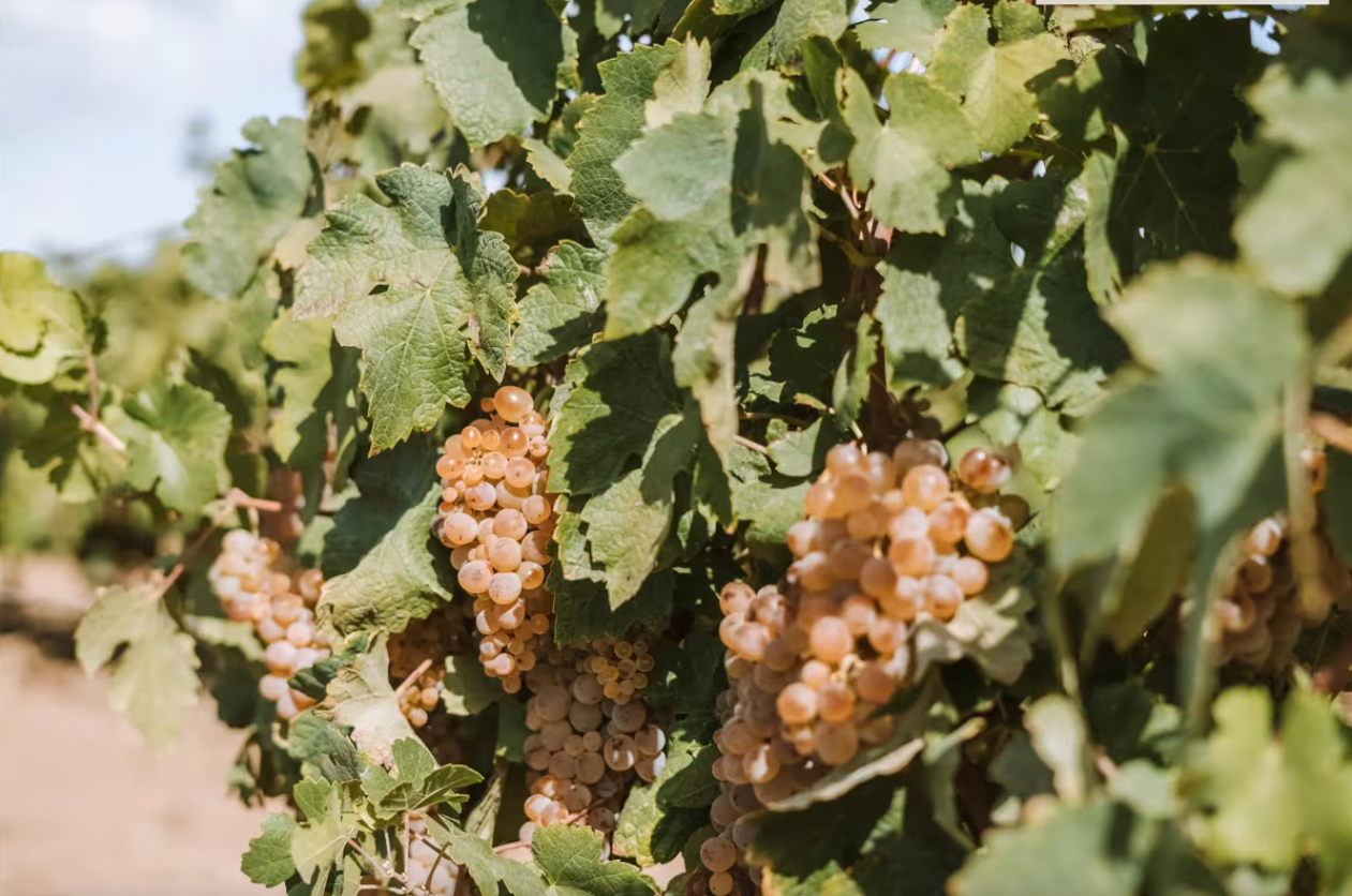 Blancs Biodynamique