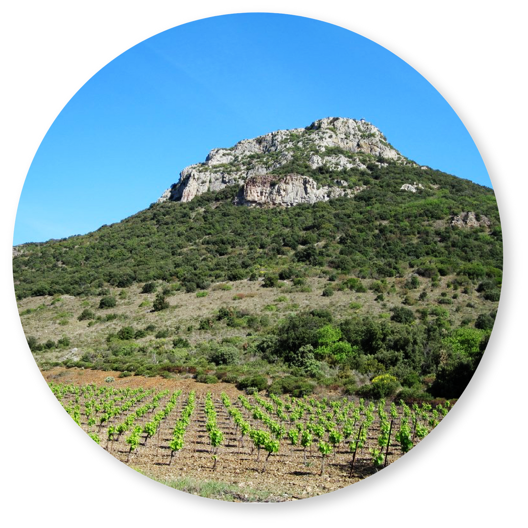 Clairette du Languedoc Adissan