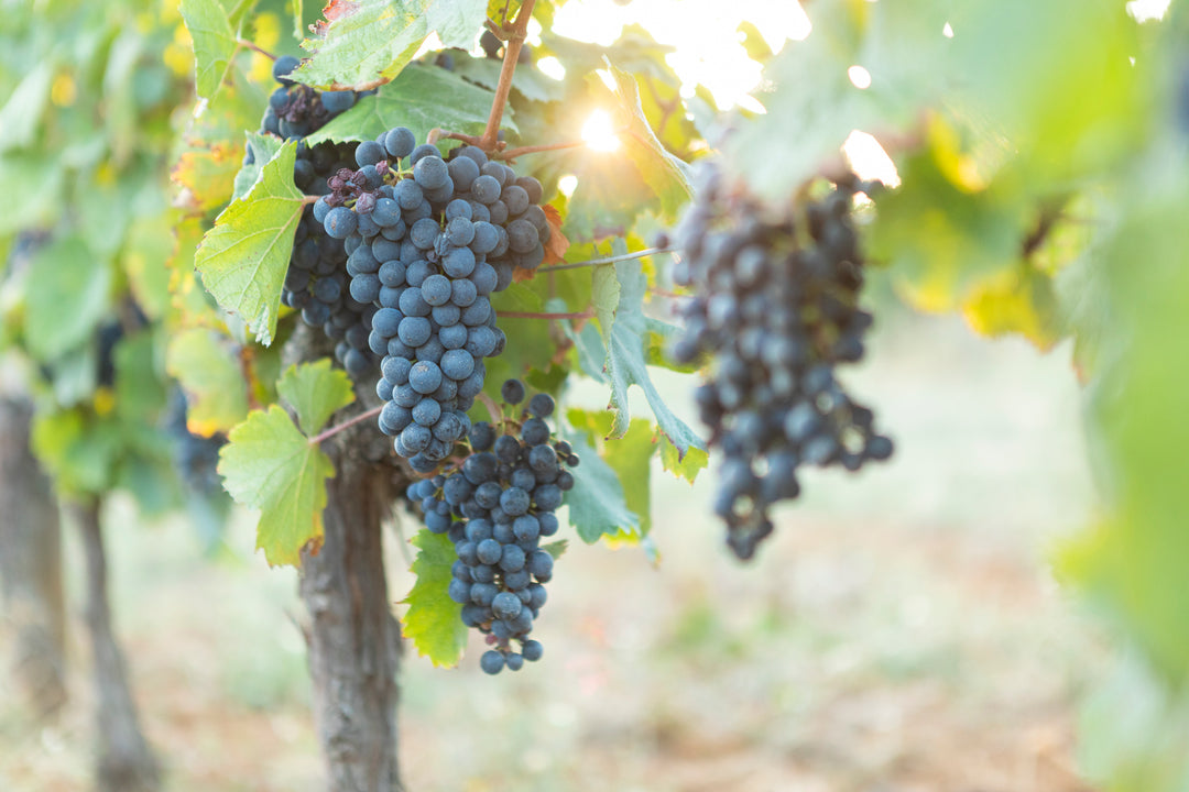 Les Appellations d’Origine Contrôlée du Languedoc-Roussillon 