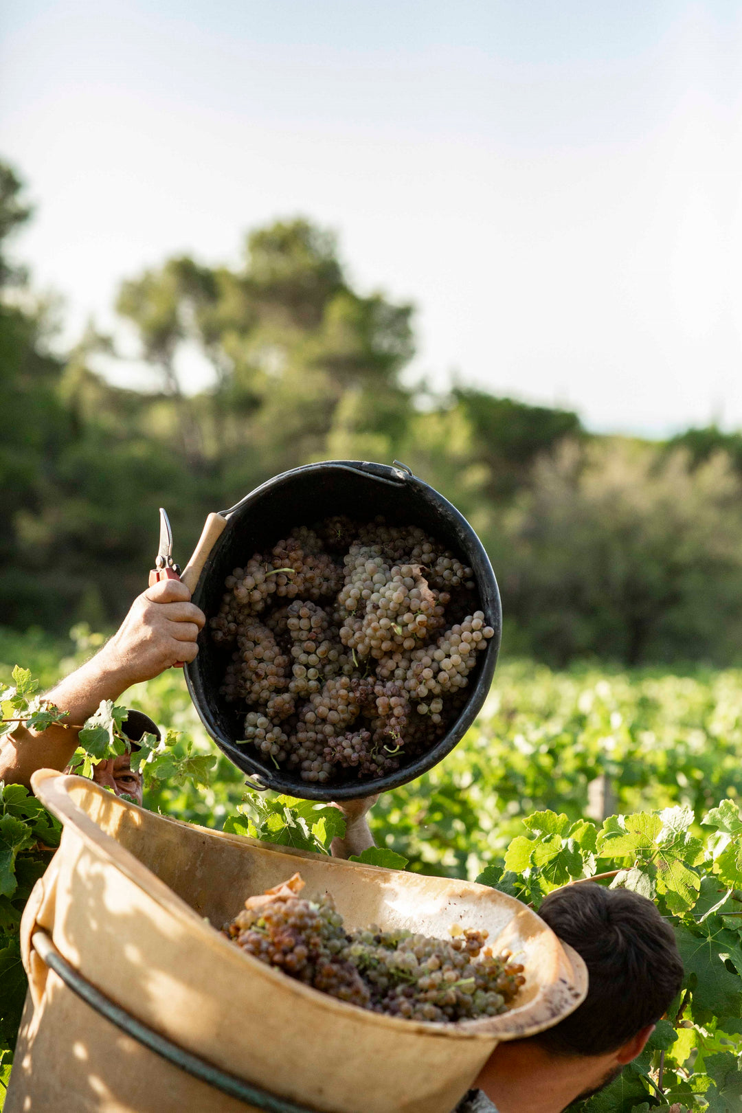 Les Cépages du vin blanc en Languedoc