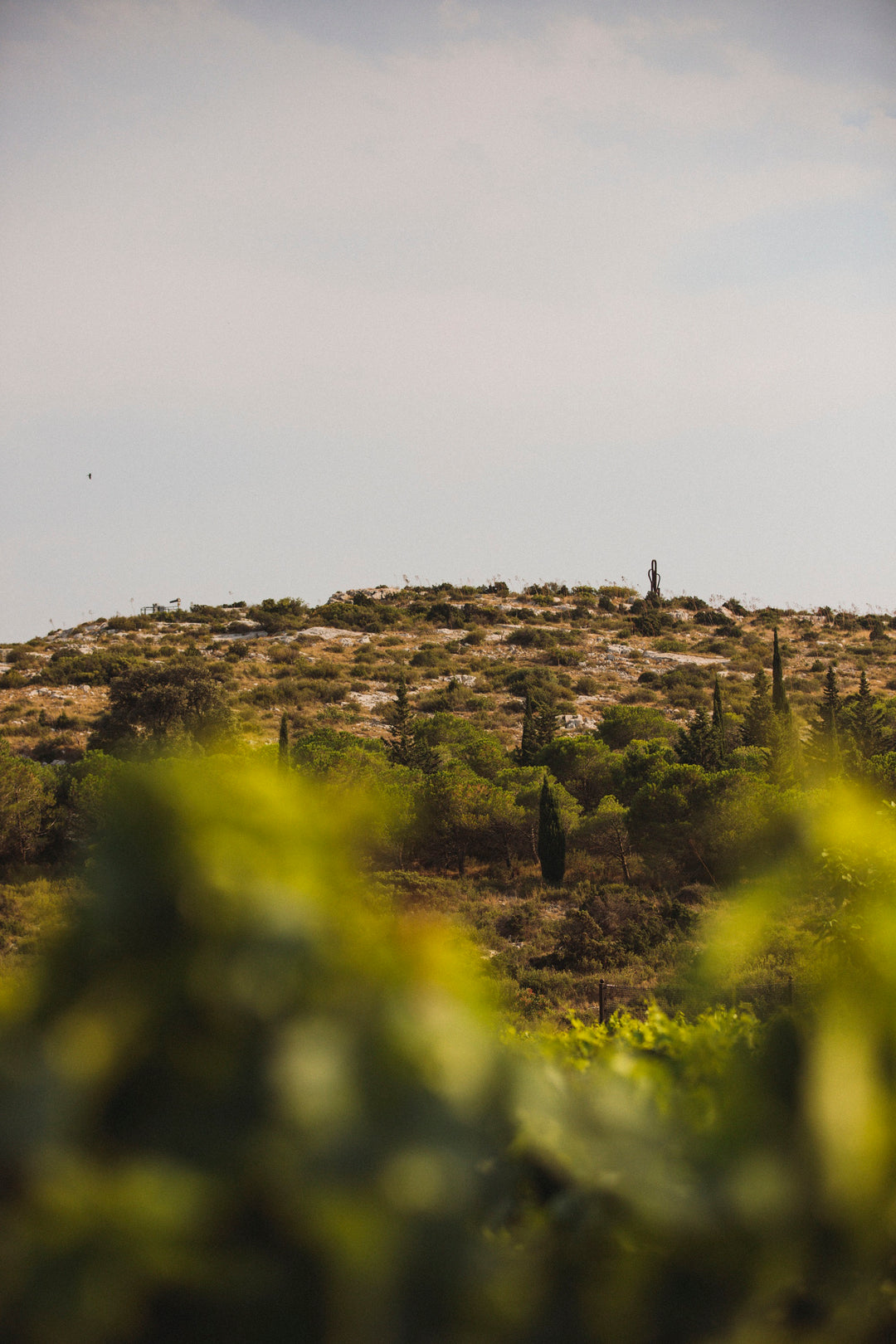 Les Vins Doux et les Accords Mets et Vins