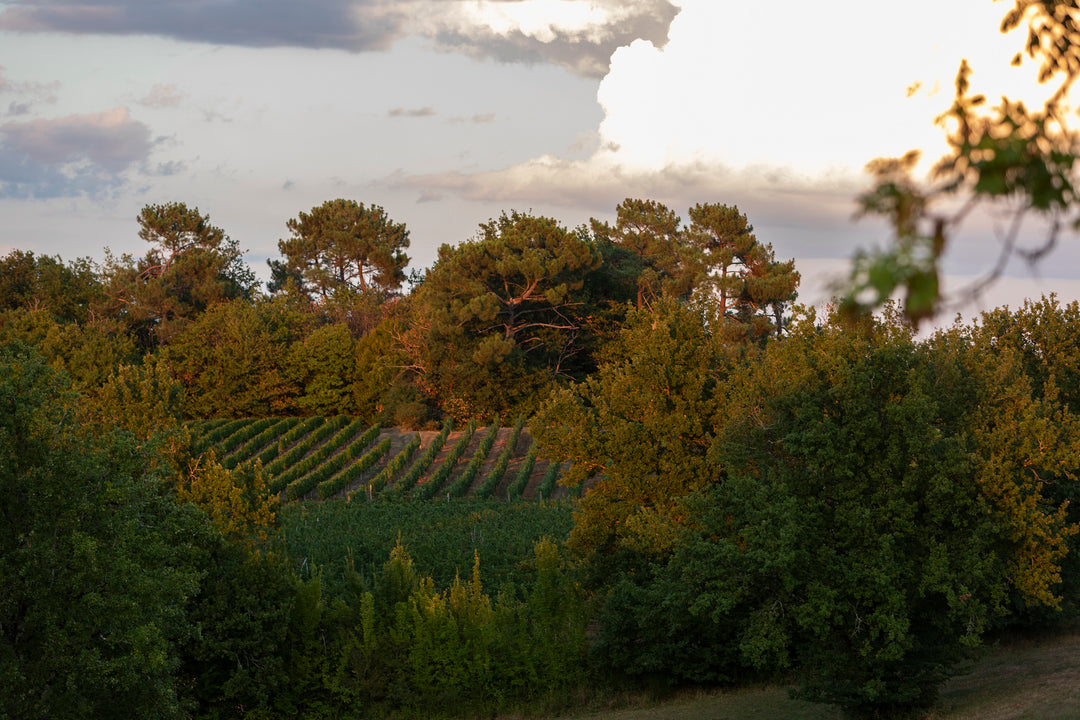 Vins Doux Naturels vs Vins Fortifiés : Les Différences 